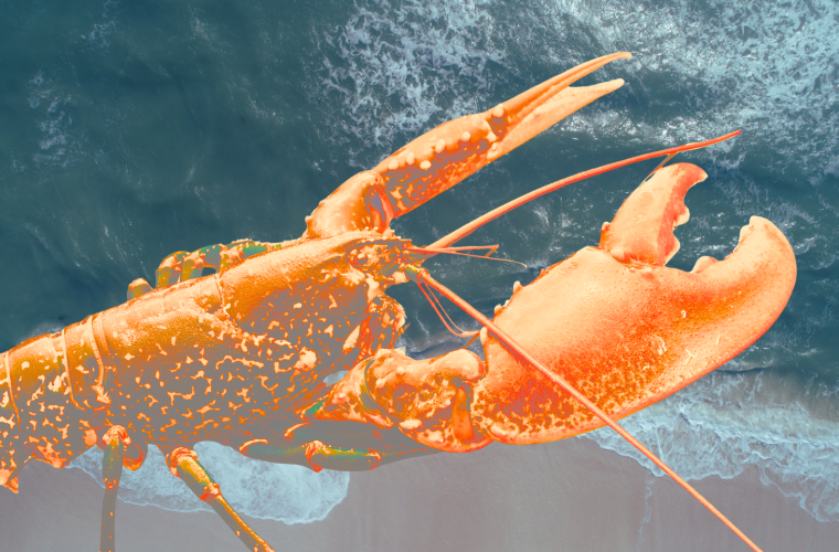 lobster and ocean