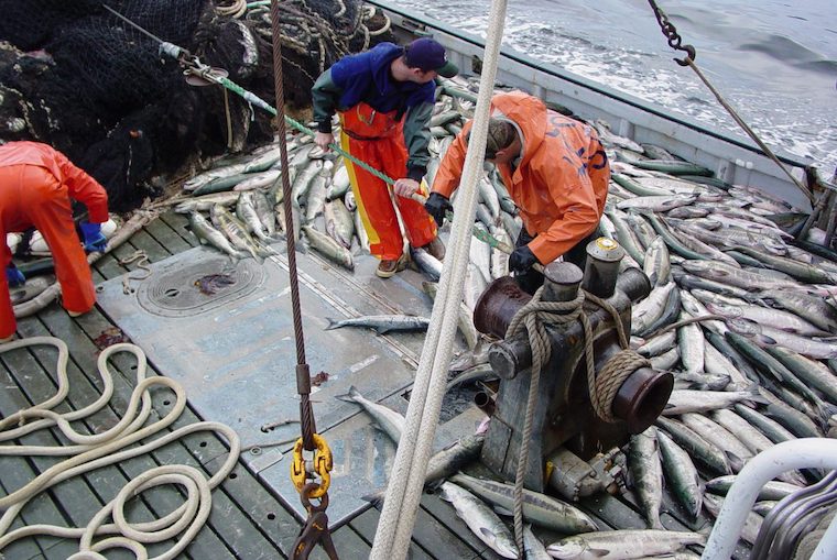 slaughtering Fishes