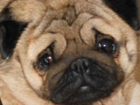 god's creatures, dogs, unconditional love