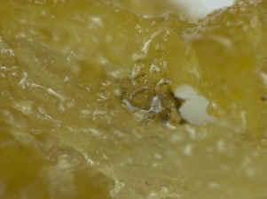 chicken McNuggets fiber-like substances