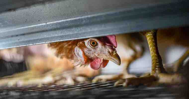 caged Hen