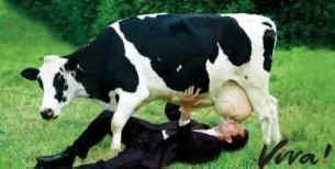 cows milk