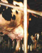 dairy cows