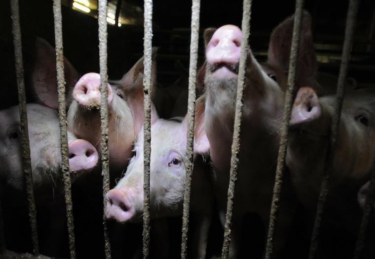 Pig farm