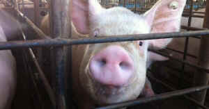 factory farm bacteria hogs