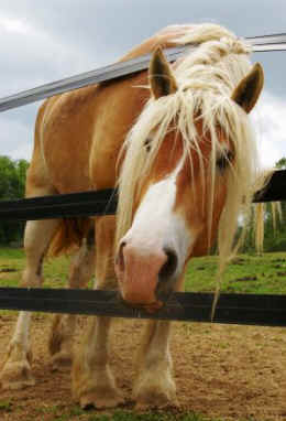 horse pee urine premarin breast cancer