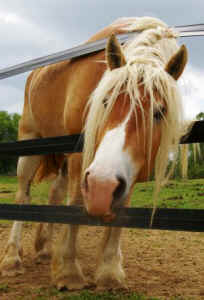 horse pee urine premarin breast cancer