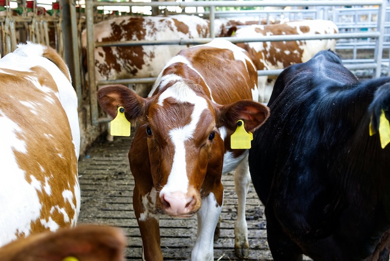 captive Cow