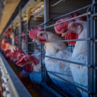 caged Hens