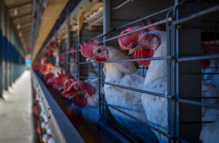 caged Hens