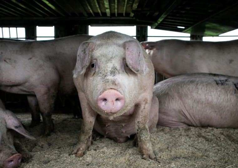 farmed Pigs