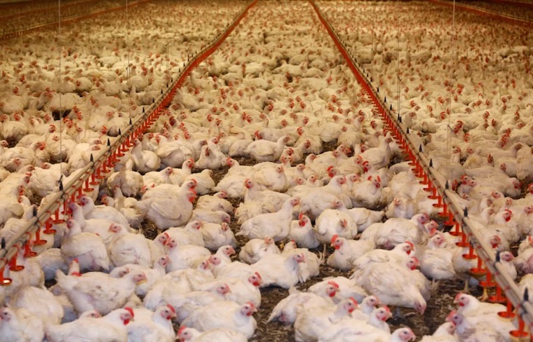 warehoused Chickens