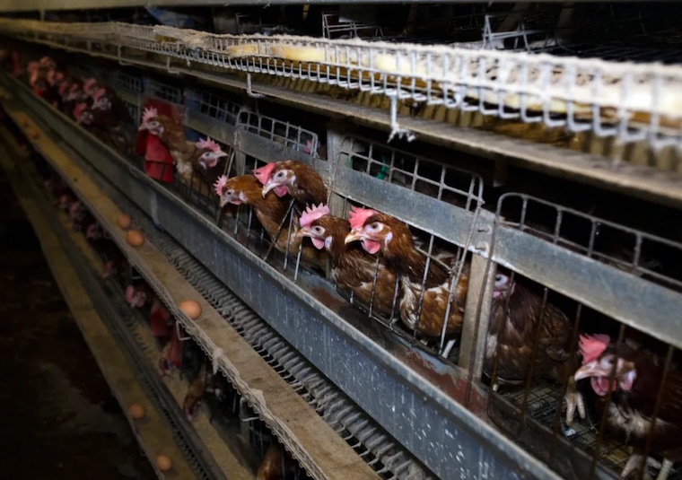 caged laying Hens