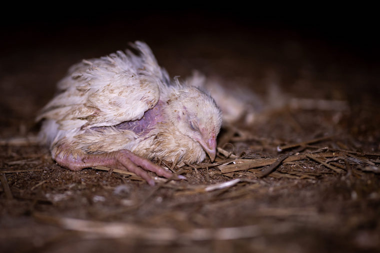 dying Chick