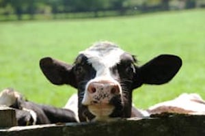 Calf face