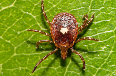 Lone Star Tick