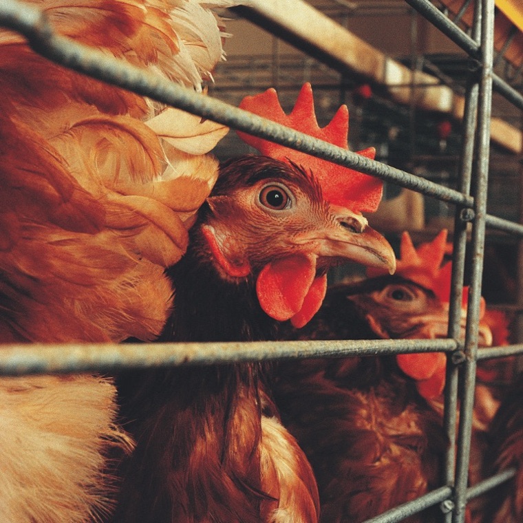 caged Hens