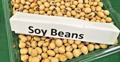 soy beans
