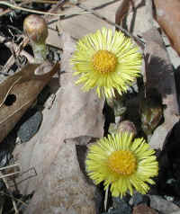 Coltsfoot