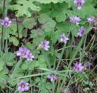 Blue-eyed Grass
