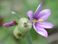 Blue-eyed Grass