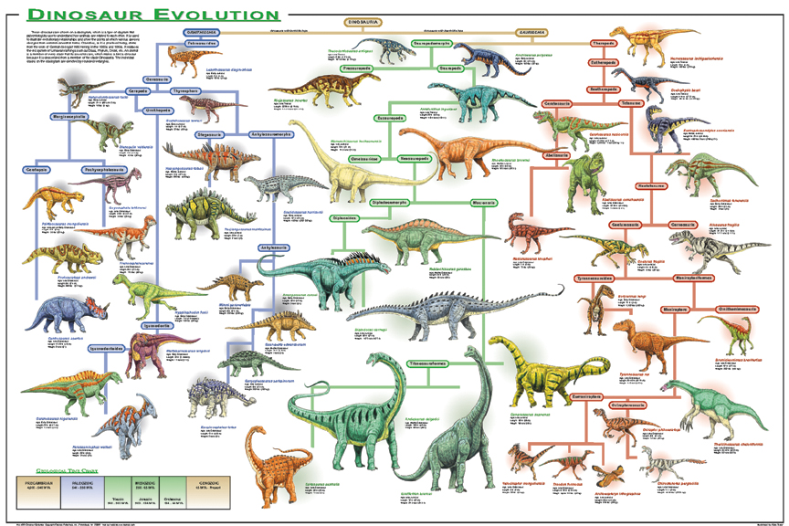   Evolution Of Species -  11