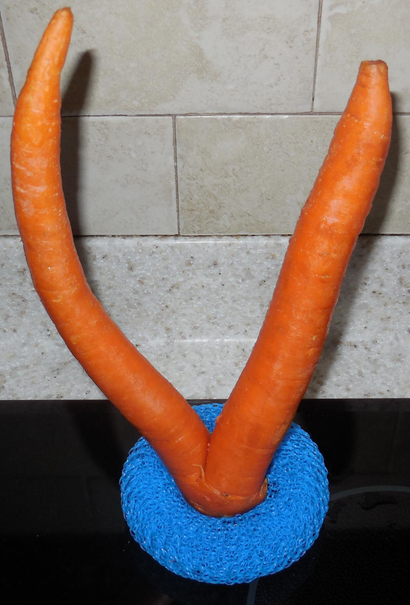Carrot-20230401