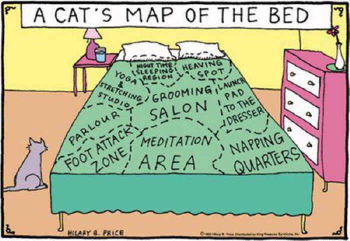 humorous-cat-map.jpg