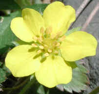 wfshl-cinquefoil3.jpg (41227 bytes)