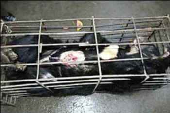 ../images/ar-moonbear-02