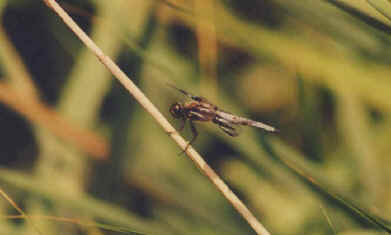 wpe23.jpg (20100 bytes)