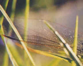 wpe24.jpg (11154 bytes)