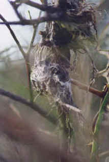 wpe4CA.jpg (36384 bytes)