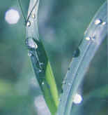 wpe4CB.jpg (36256 bytes)