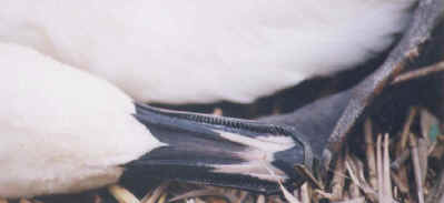 wpe1F.jpg (23333 bytes)