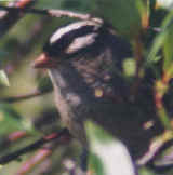 cc-sparow.jpg (3971 bytes)