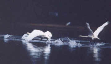 cc-swanflt2.jpg (5830 bytes)