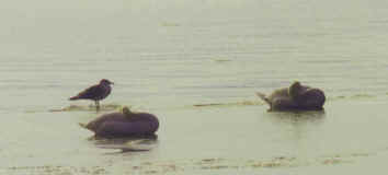 wpe4D9.jpg (16913 bytes)