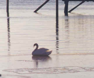 wpe4DB.jpg (41998 bytes)