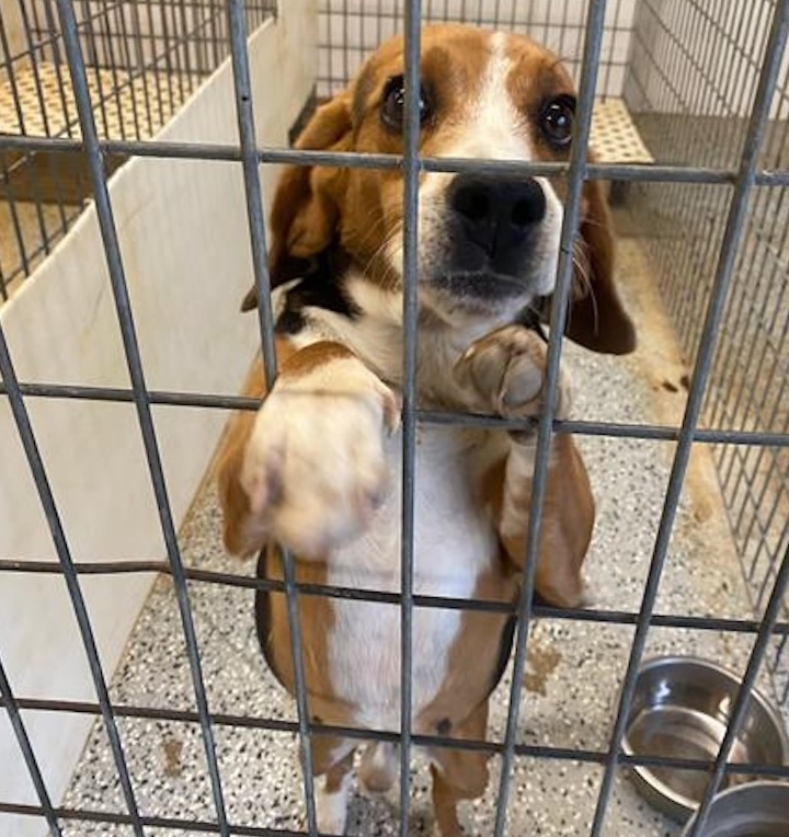 caged Beagle