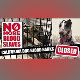 dog blood bank