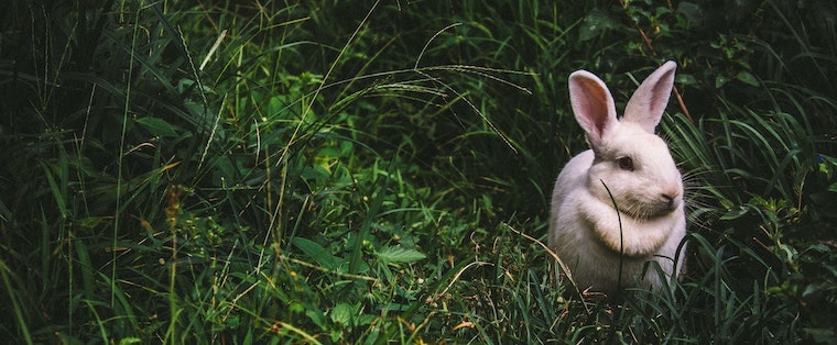 white rabbit