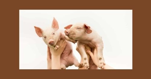 Pigles in lab