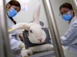 restrained Rabbit
