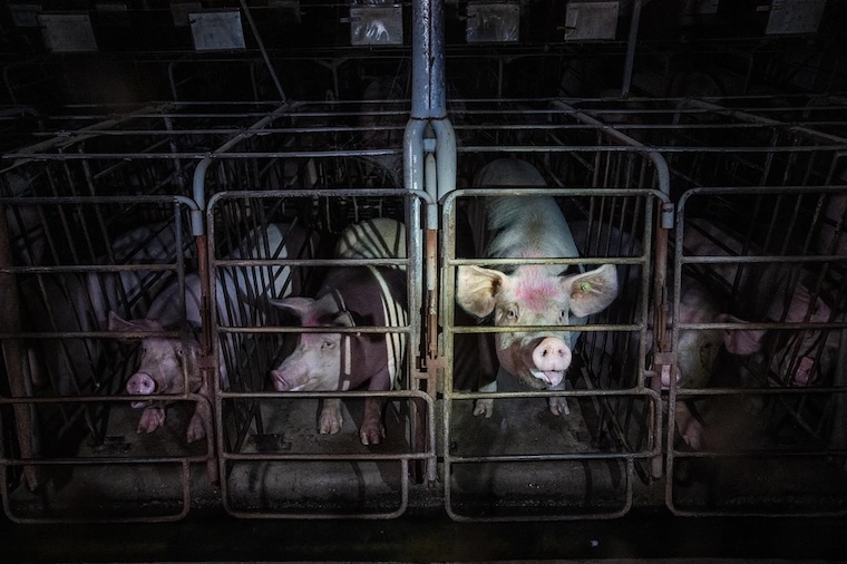 Sow and Piglets