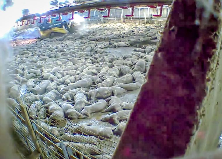 heatstroked pigs