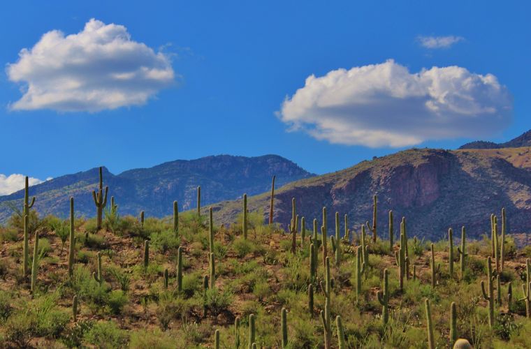 cacti in Arizona