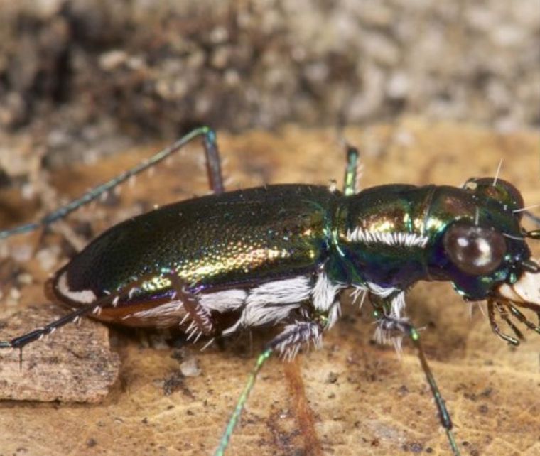 Miami Tiger Beetle