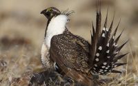 Sage Grouse