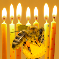 image of birthday candles and bee